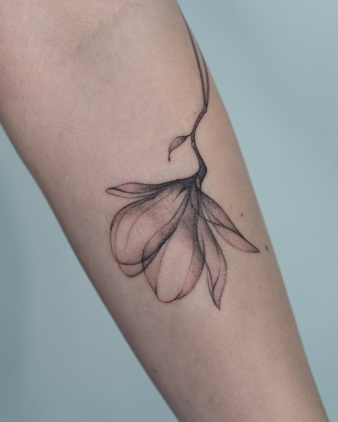 Tattoo by @ally.tatts — fine_line, dotwork