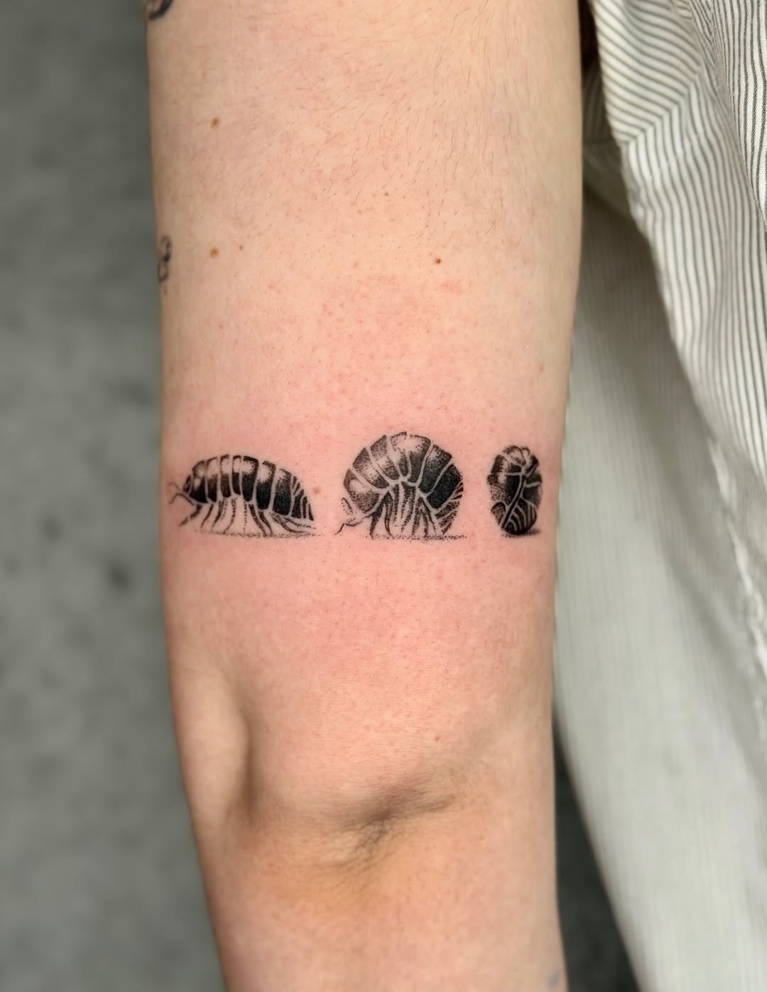 Tattoo by @enjolieart — dotwork, black_and_grey