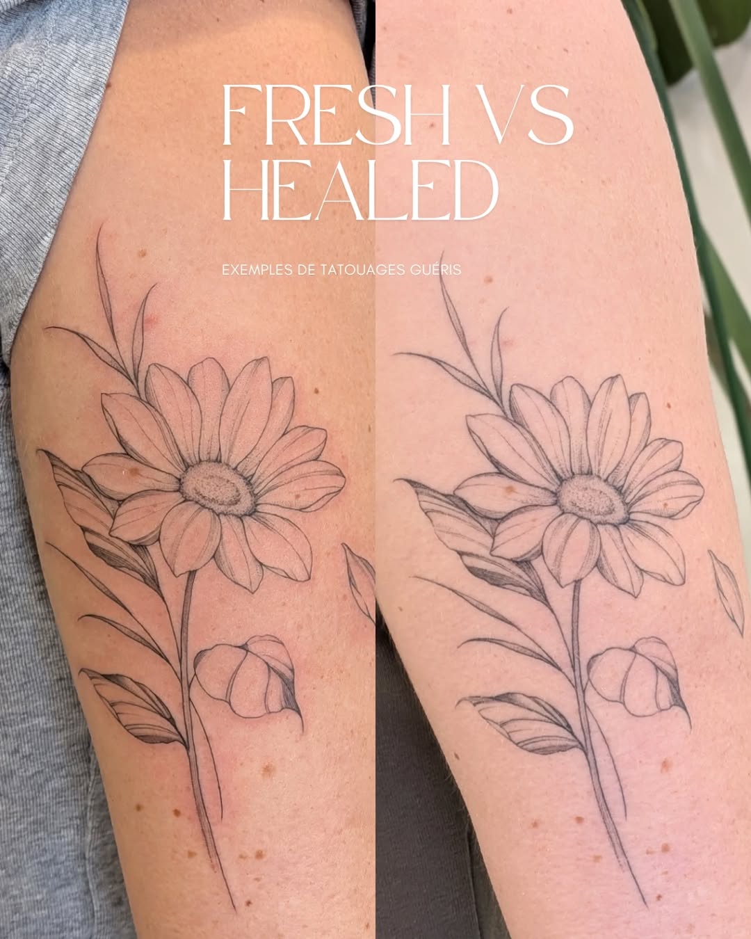 Tattoo by @le.petitmonstre — fine_line