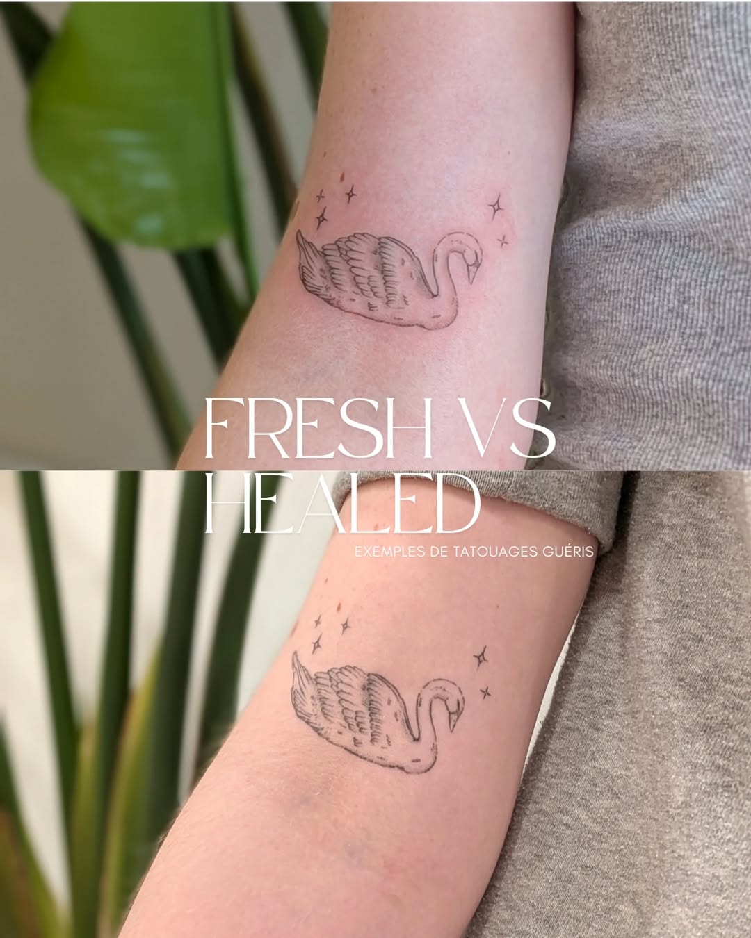 Tattoo by @le.petitmonstre — fine_line