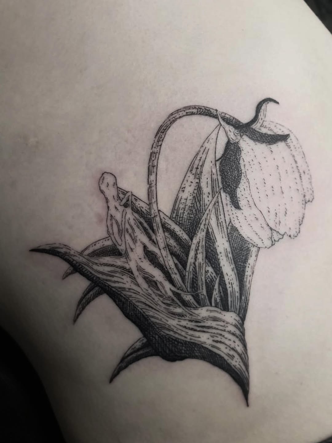 Tattoo by @kritrv — illustrative, dotwork