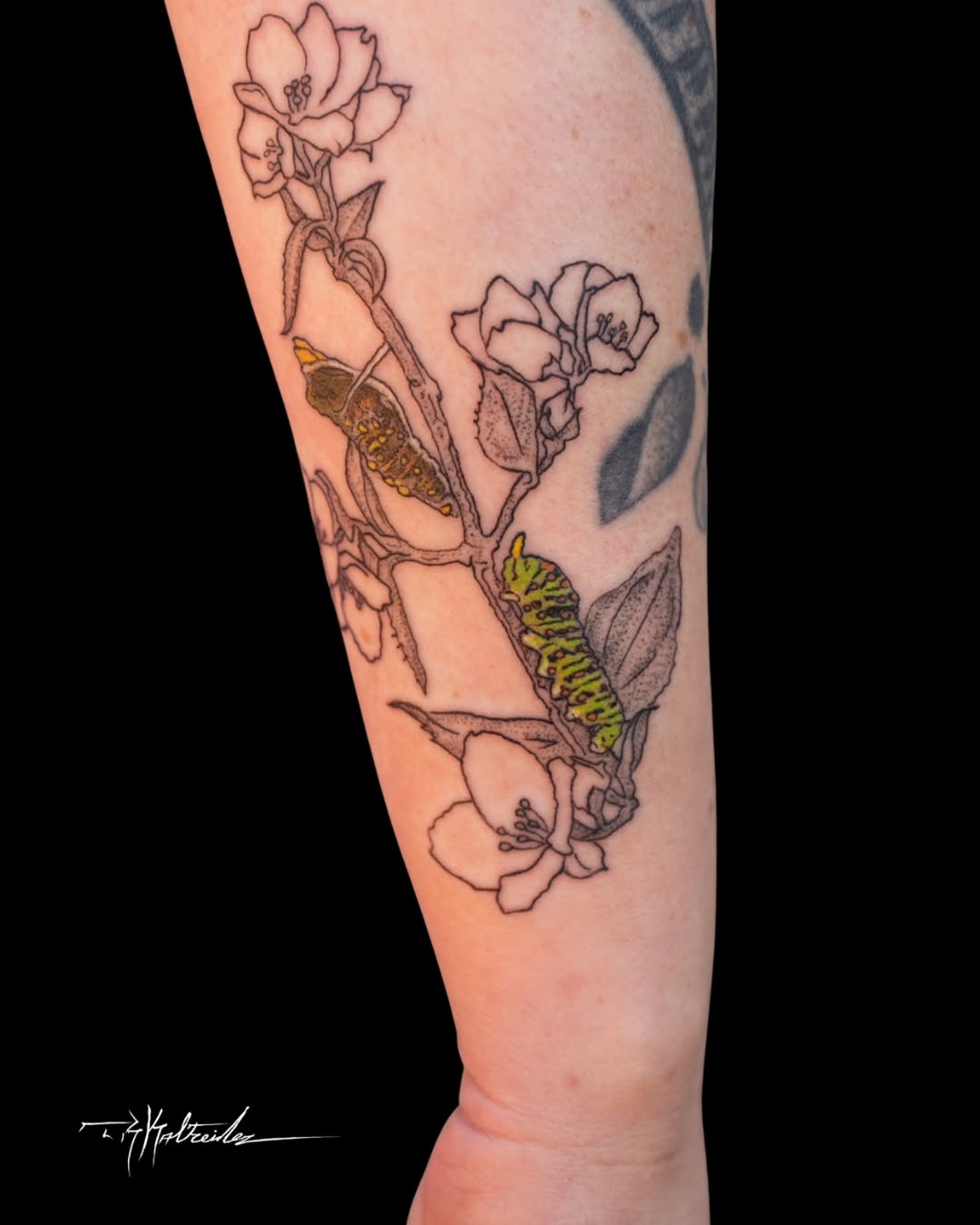 Tattoo by @trkaltreider — fine_line, illustrative