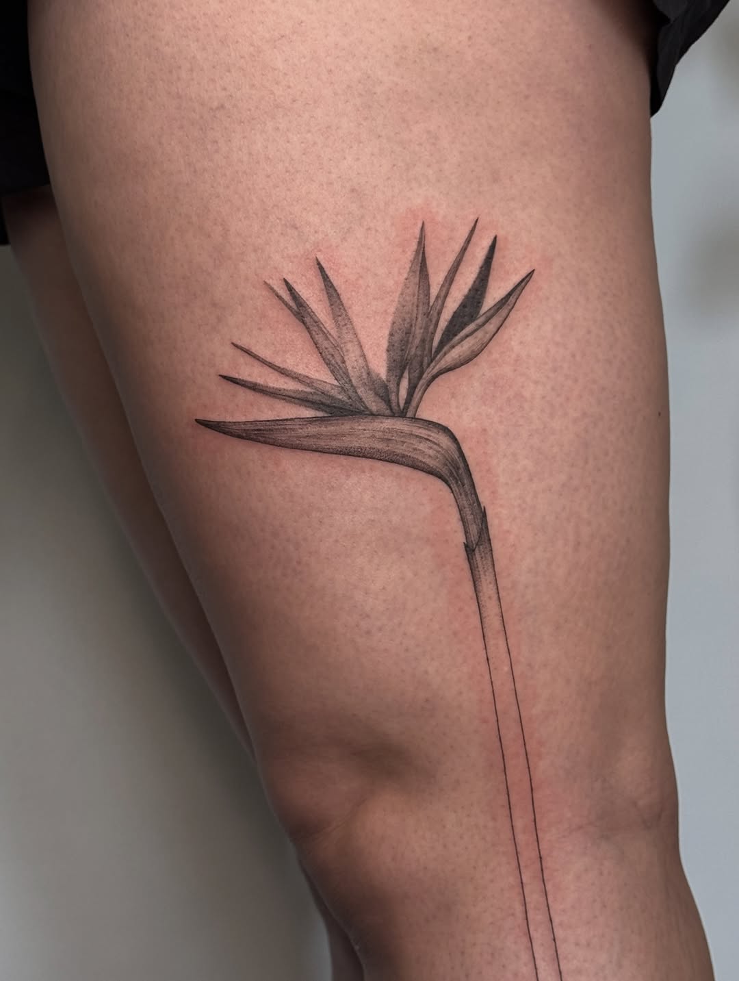 Tattoo by @inkdbyjasmine — fine_line, black_and_grey