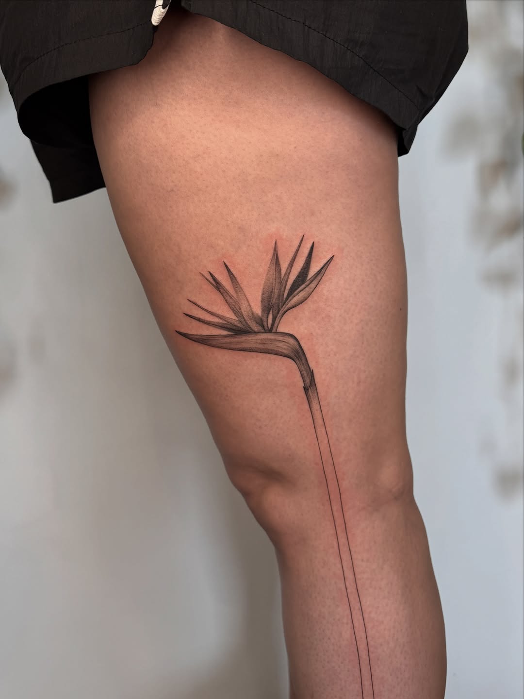 Tattoo by @inkdbyjasmine — fine_line, illustrative