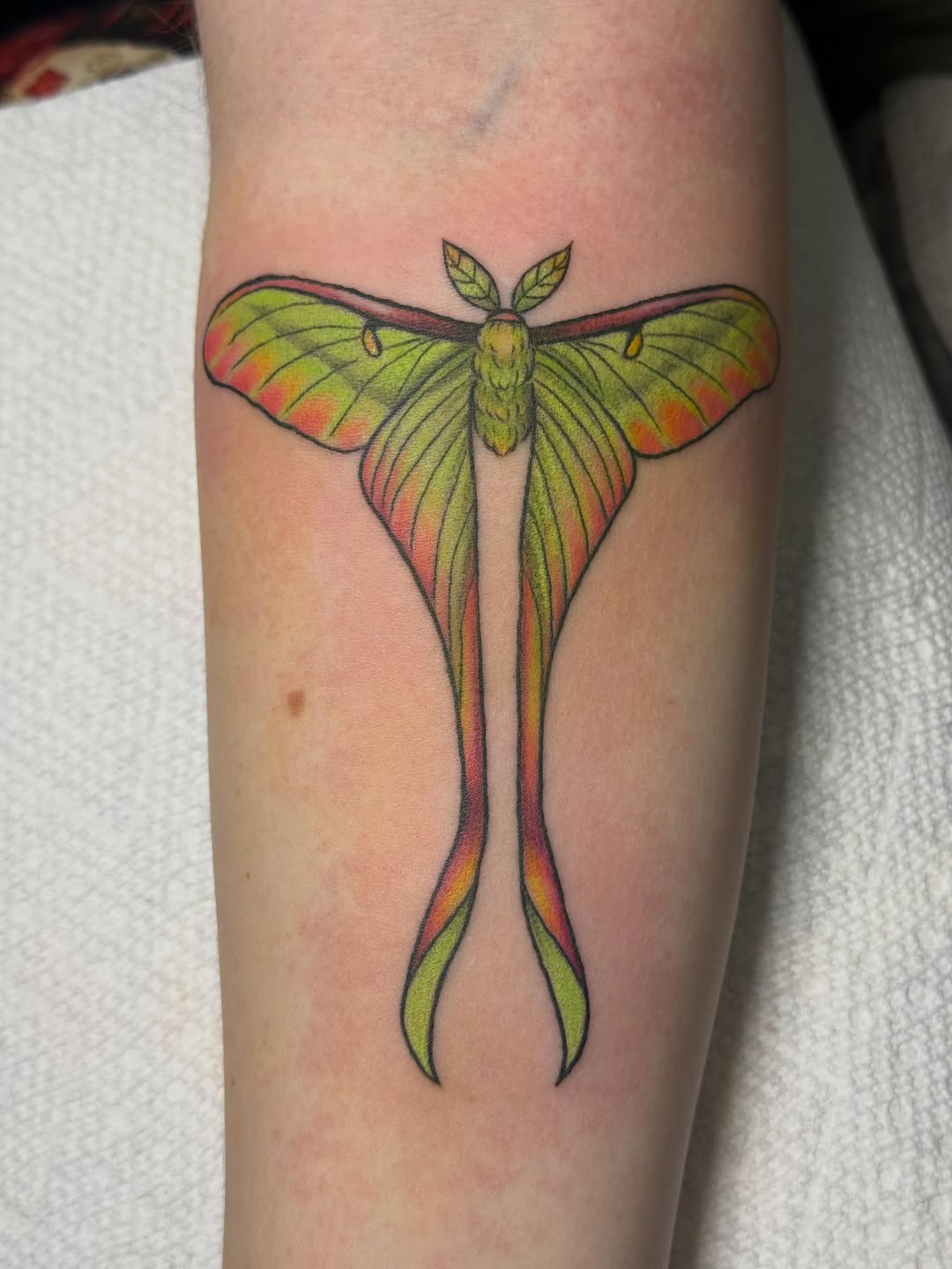 Tattoo by @bubblegum_and_bones — neo_traditional