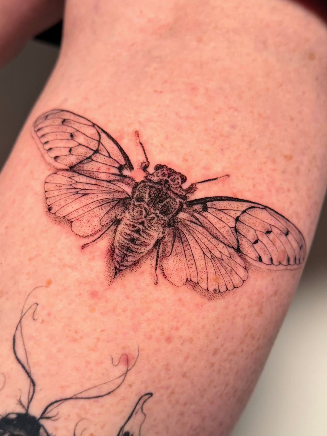 Tattoo by @redrooktattoo โ black_and_grey, dotwork