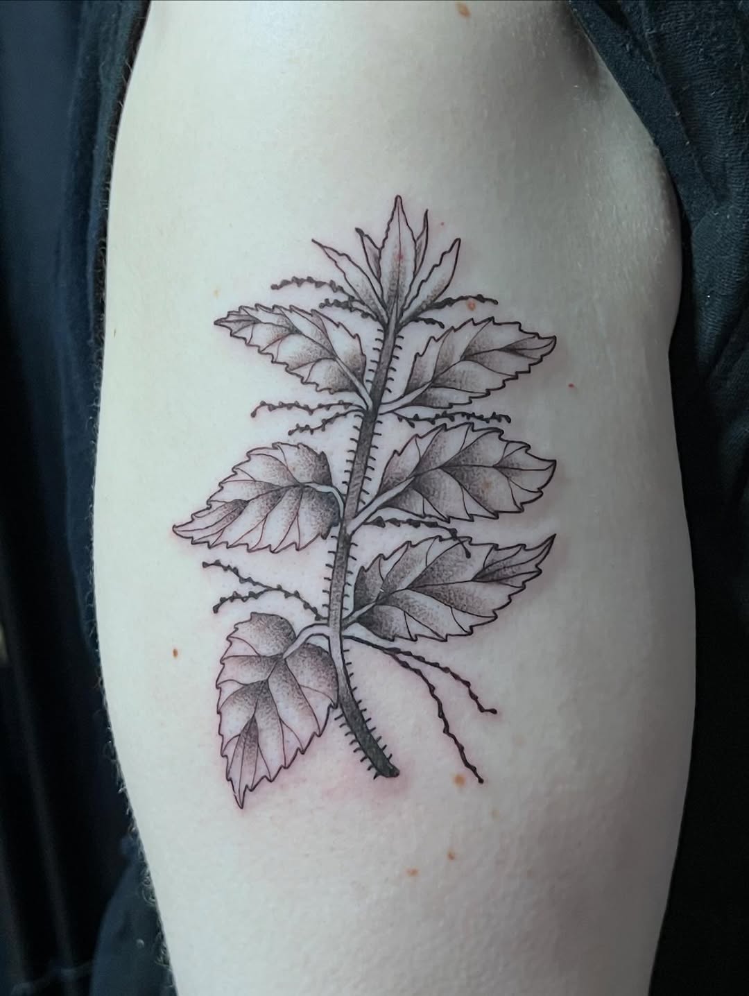 Tattoo by @mesmerize.ink — black_and_grey, dotwork