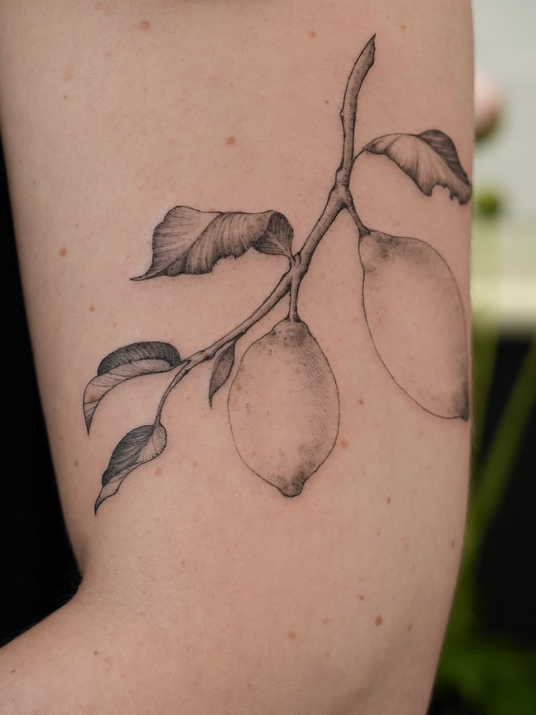 Tattoo by @junh_tattoo β fine_line, realism