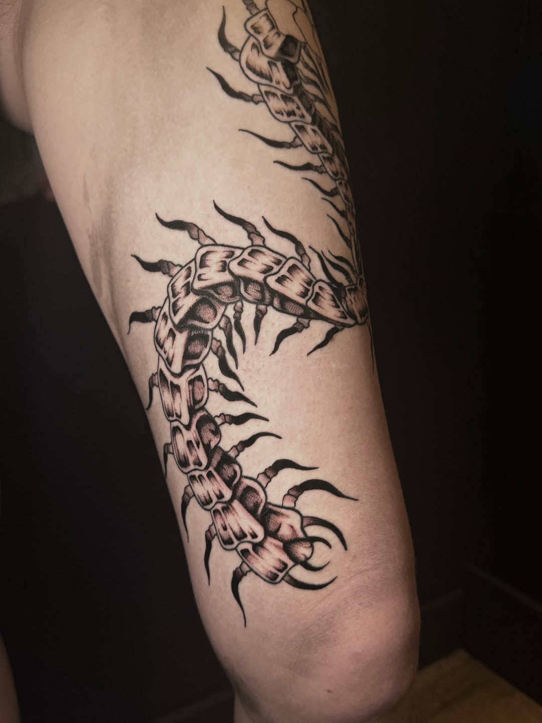 Tattoo by @jess_inks_ — blackwork, illustrative