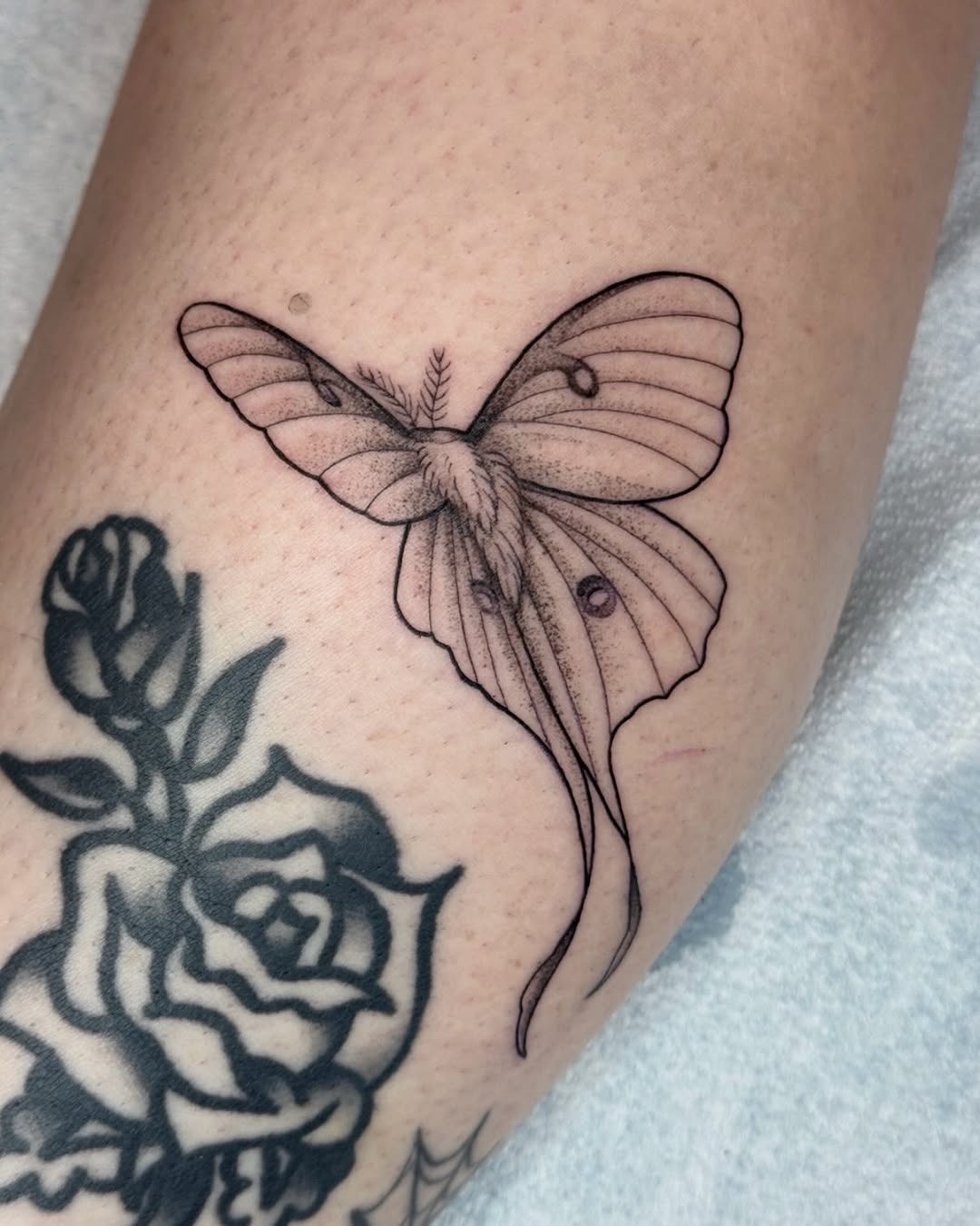 Tattoo by @horsegirltats — fine_line, dotwork