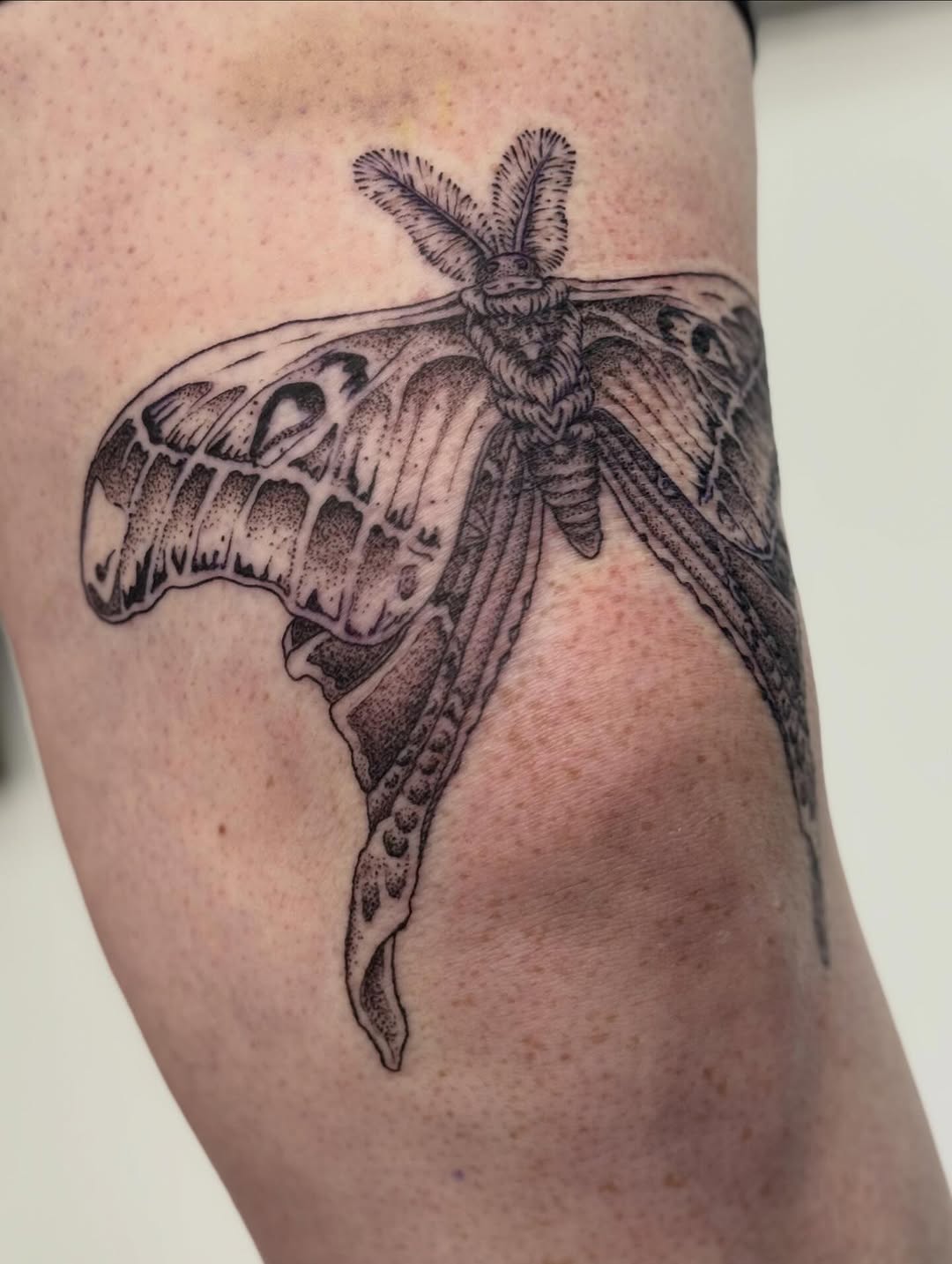 Tattoo by @writhingdirty — dotwork, illustrative