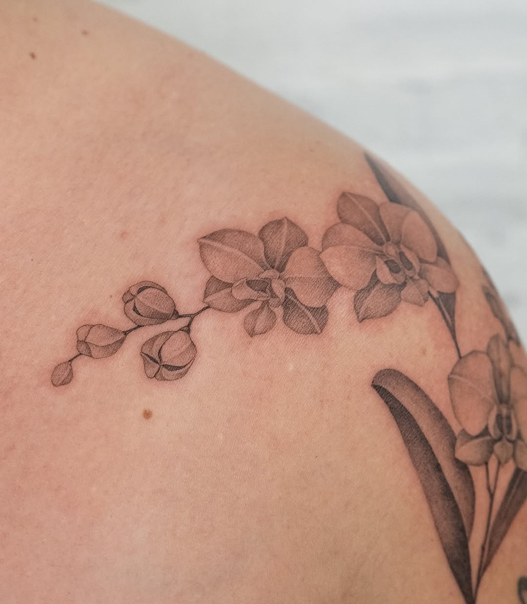 Tattoo by @lilyblu.ink — fine_line, black_and_grey