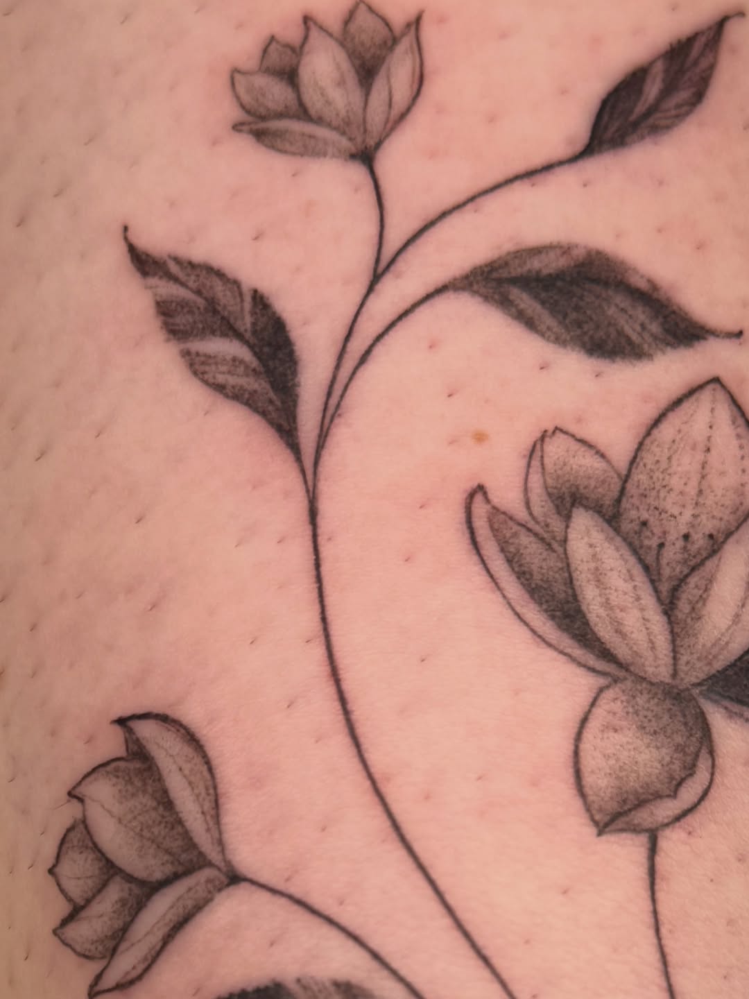 Tattoo by @inkbysana — fine_line, black_and_grey