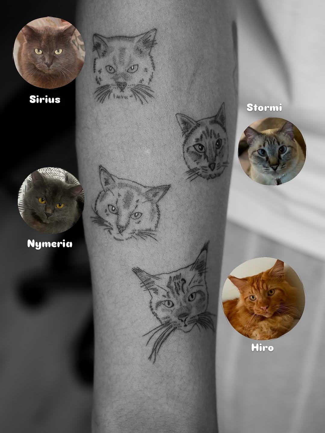 Tattoo by @holly.tatts — fine_line, sketch